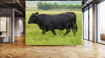 Angus bulls and cows, grazing on pasture, in Brazil Wall mural