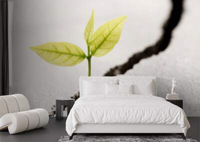 Plant grow on cracked street , new life growth ecology development business financial ,Earth Day concept Wall mural