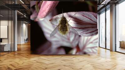 closeup of Bombylios or bee fly on a Diptam flower in Germany. Wall mural