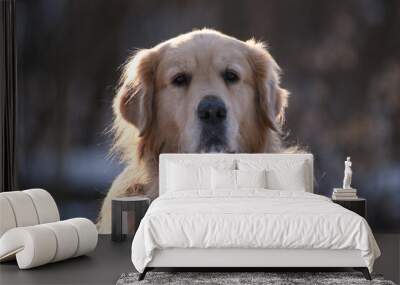 Golden Retriever on a snowy, sunny afternoon. Wall mural