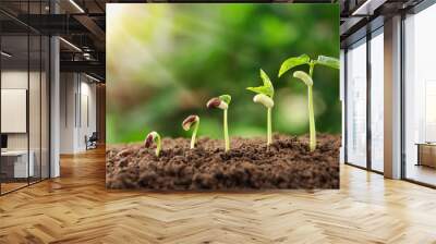  agriculture plant seeding growing step concept in garden and sunlight Wall mural