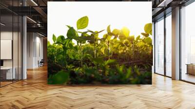 Agricultural soy plantation on  field with sunset background Wall mural