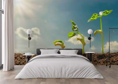 agriculture concept planting growing step with blue sky and sunshine background Wall mural