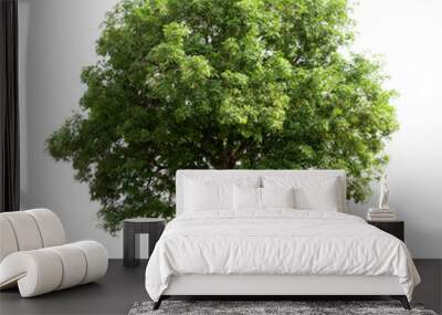 big tree isolate on white background Wall mural