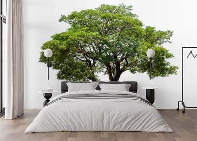 big tree isolate on white background Wall mural