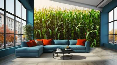 corn field in morning light Wall mural