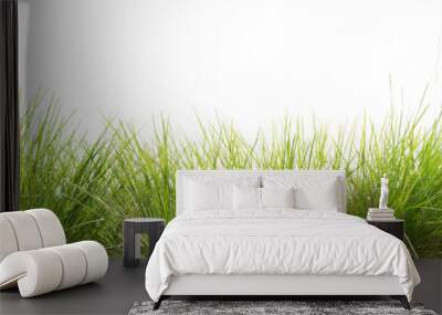 green grass isolate on white background Wall mural