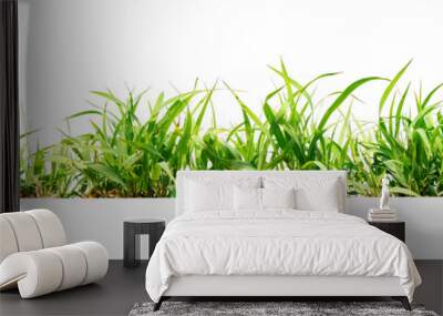 green grass isolate on white background Wall mural