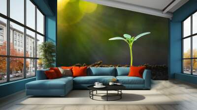 green sprout growing in garden with sunshine Wall mural