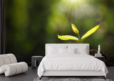 growing young plant in garden and morning light Wall mural