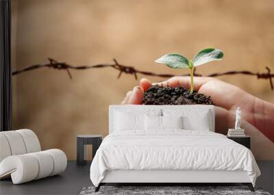 hand holding  small tree for planting in garden. eco concept Wall mural