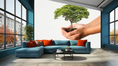 hand holding tree growing on white wall background Wall mural