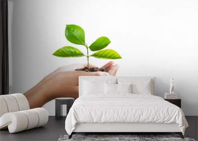 hand holding young plant isolate on white background Wall mural