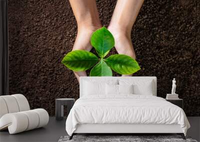 hand holding young plant on soil background. eco concept Wall mural