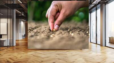 hand planting soy seed in the vegetable garden. agriculture concept Wall mural