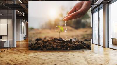 hand watering young plant in garden with sunrise Wall mural