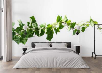 ivy plant isolate on white background Wall mural