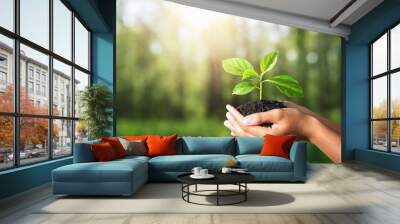 plant growing in hand on green nature with sunlight background. eco environment concept Wall mural