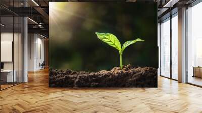 plant growing on soil with sunshine. eco earth day concept Wall mural