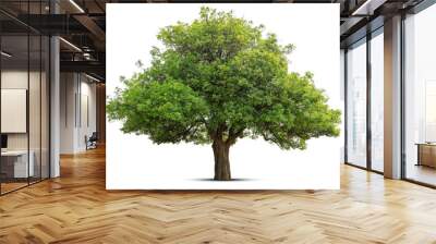 tree isolate on white background Wall mural