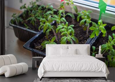 Growing tomato seedlings plants in plastic pots with soil on balcony window sill with tags labels. Urban home balcony gardening, growing vegetables concept Wall mural