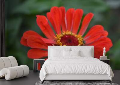 Beautiful Zinnia flowers background,nature background with bokeh. Wall mural