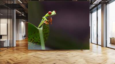 Frog, red-eyed tree frog, Costa Rican frog Wall mural