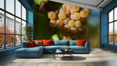 Bunch of yellow grapes in the vineyard at sunset Wall mural