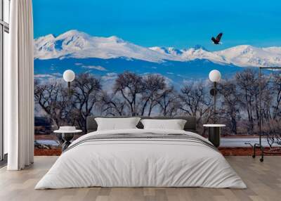 Bald eagle flying over Barr Lake in Colorado with Long's Peak in the background Wall mural