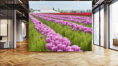 Skagit Valley Tulips. Every spring hundreds of thousands of people come to enjoy the celebration of spring as millions of tulips burst into bloom in this area of western Washington state. Wall mural