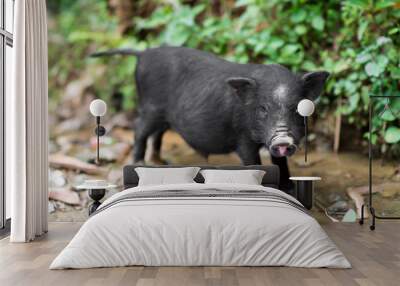 Little cute black baby pig in a farm in Sapa, Lao Cai, Vietnam Wall mural