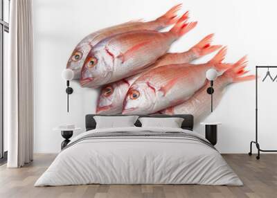 sea bream Wall mural