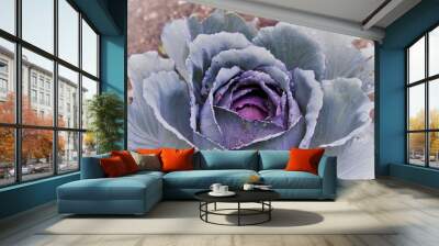 Purple cabbage 2 Wall mural