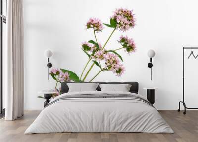 fresh oregano Wall mural