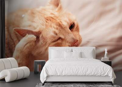 Beige or cream coloured older cat resting on bed, scratching his ear, one eye closed Wall mural