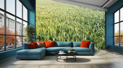 Field of unripe green wheat, abstract agriculture background Wall mural