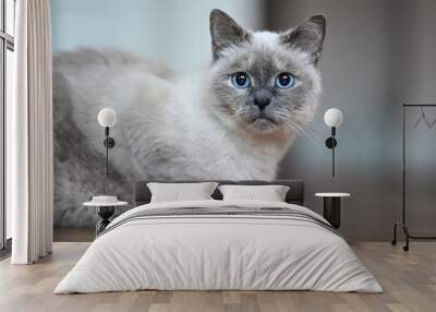 older gray cat with blue eyes, laying on wooden floor, closeup shallow depth of field photo Wall mural