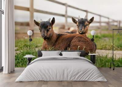 Two brown baby goat kids sitting in low grass at farm Wall mural