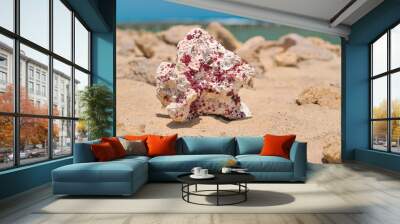 White and purple red dry coral on a sunny beach, closeup detail Wall mural