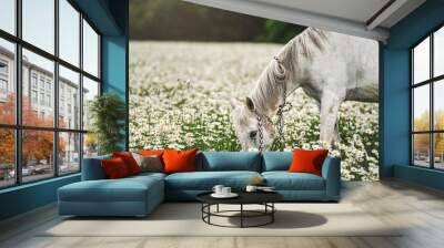 White Arabian horse grazing on forest meadow with many wild daisy flowers Wall mural