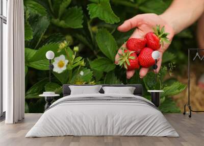 Woman hand holding ripe strawberries, leaves and strawberry flower in the background. Self picking farm field. Wall mural