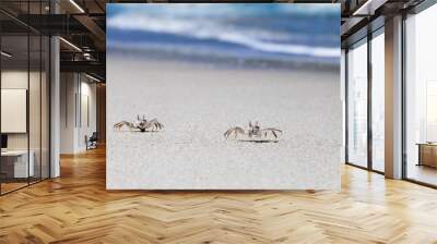 Crab on beach with white sand and blue sea contrast background Wall mural