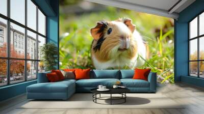 A cute guinea pig enjoying a sunny day. Wall mural