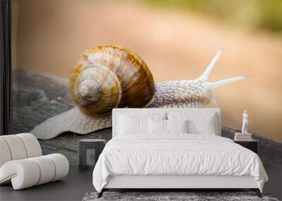 Big snail Wall mural