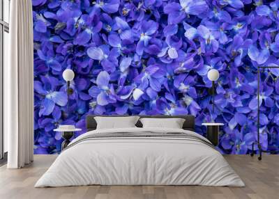 Flower Background - macro image of spring violet flowers Wall mural