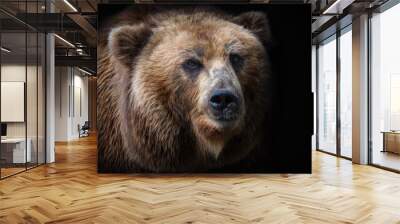 Front view of brown bear isolated on black background. Portrait of Kamchatka bear (Ursus arctos beringianus) Wall mural