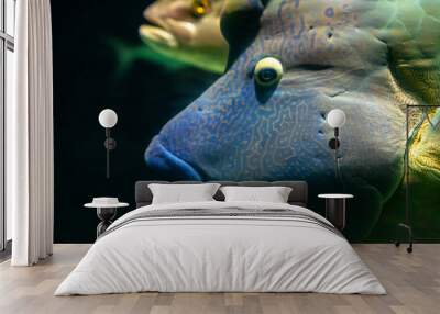 Colorful underwater wildlife we need to preserve: a beautiful tropical fish Wall mural