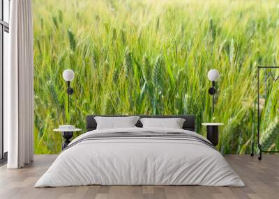 detail of wheat ears in a wheat field Wall mural