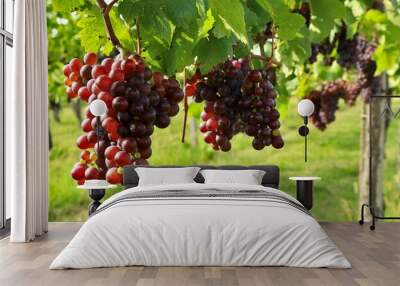 Pinot gris grapes growing on the vineyards in summertime. Wall mural