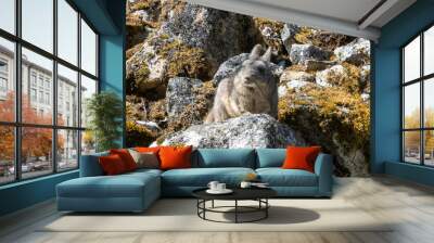 wild peruvian rabbit Viscacha  Wall mural